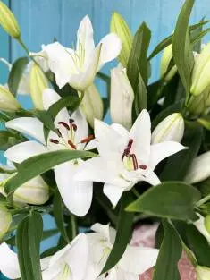 Lys oriental blanc (80cmx10tiges), idéal pour la décoration florale d'un baptême