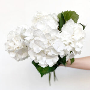 Un hortensia blanc vendu à la botte